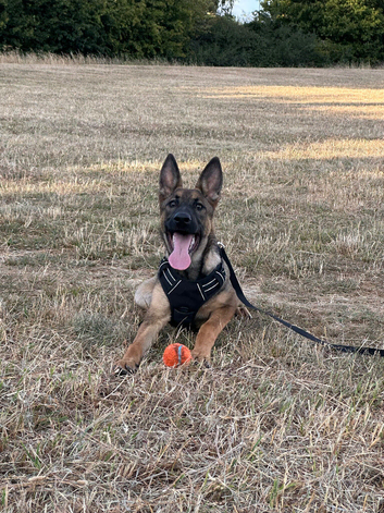 German shepherd 7 months old