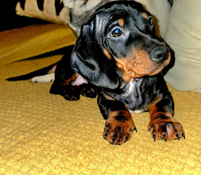 Dog for stud
