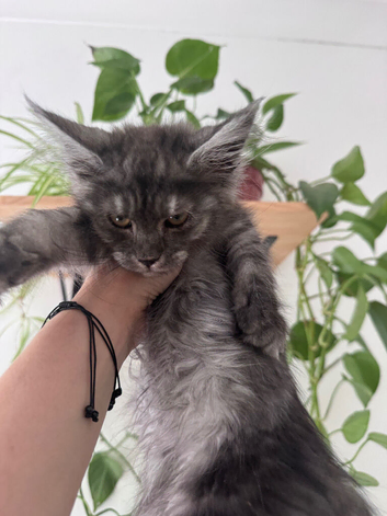 Female Maine Coon.