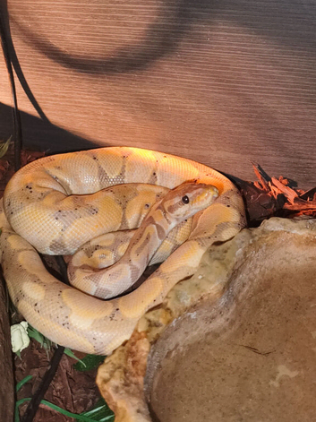 Banana Ball Python