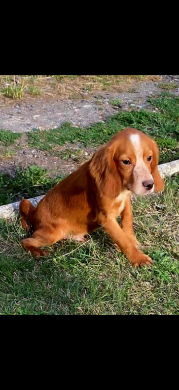 Beautiful gold working cocker spaniel boy