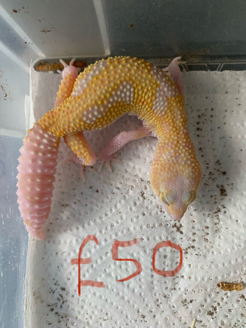Albino leopard gecko cb26