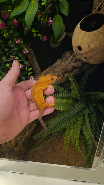 Crested gecko and enclosure