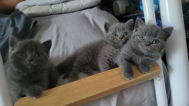 REDUCED!!!!Gorgeous pedigree British shorthaired for sale