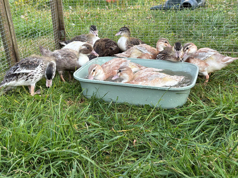 Call Ducklings