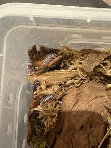 Zebra Isopods