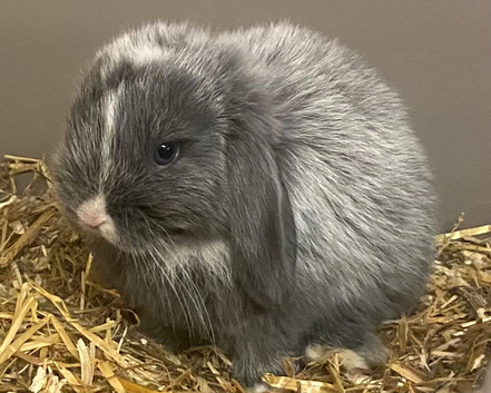 Last Stunning blue eyed mini lop bunny