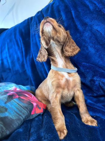 Cocker spaniels puppies ready now&hellip;.
