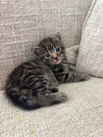 Bengal Kittens