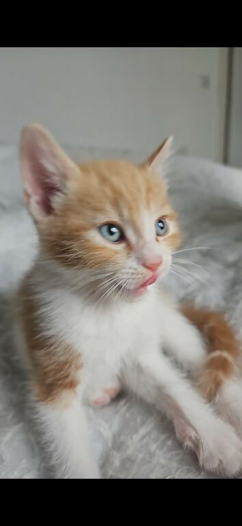 Ginger and white male kitten for sale x