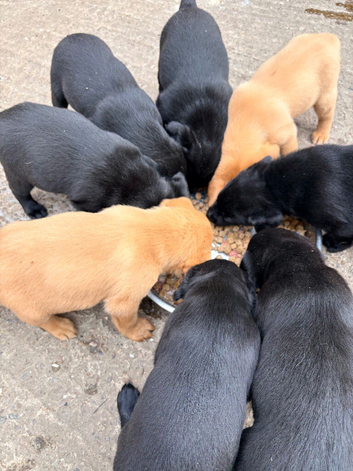 Labrador puppies