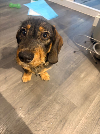Dachshund