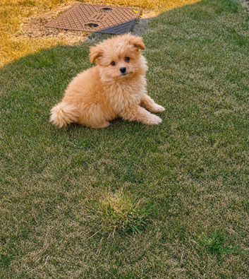 Pomeranian puppy for sale