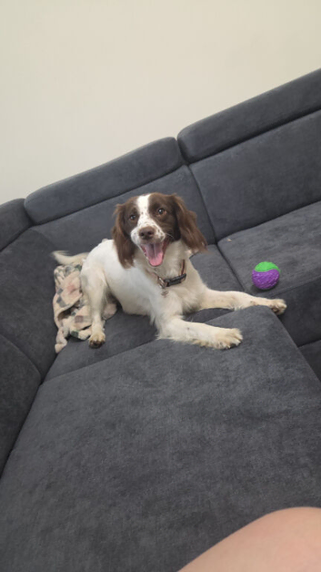 Female cocker spaniel