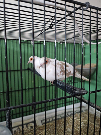 5 pairs diamond doves