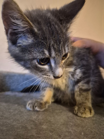 1 Beautiful Female Kitten Looking for Loving Home