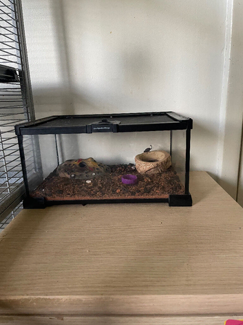 2 GIANT FLAT ROCK SCORPIONS