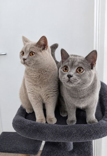 Two Beautiful British Shorthair Kittens