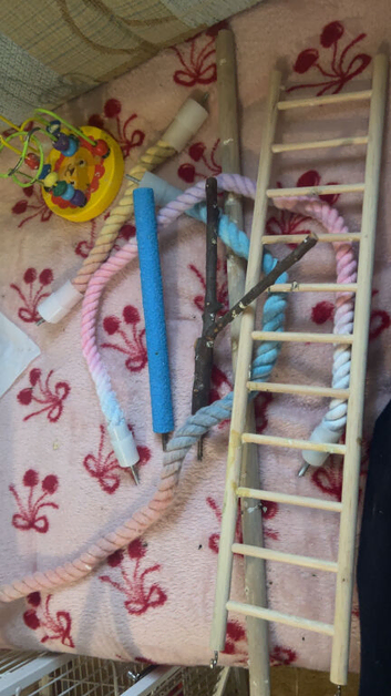 Parrot cage
