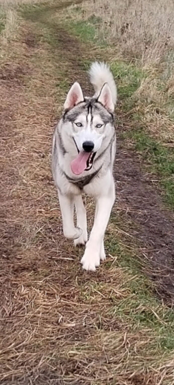 Siberian husky