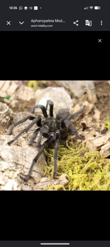 Mature male Rio Grande gold