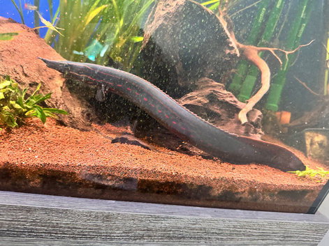 Fire eel 18inch plus