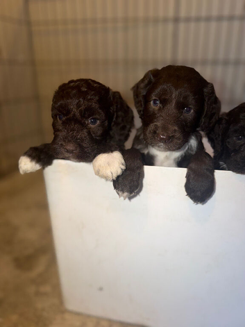 Cocker spaniel cross toy poodle puppy&rsquo;s for sale