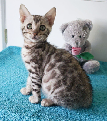 Gorgeous Bengal Rosette Kitten