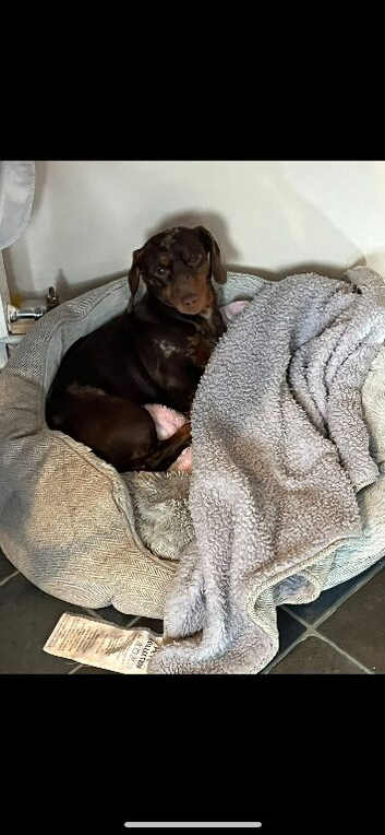 Miniature Dachshund