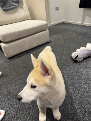 Looking for home husky