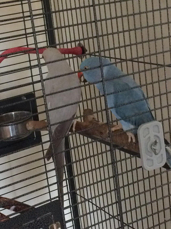 1 Indian ringnecks and cage