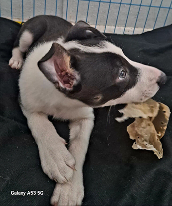 Rare Blue and White Border Collie puppy