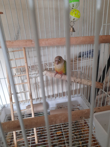 Pineapple conure