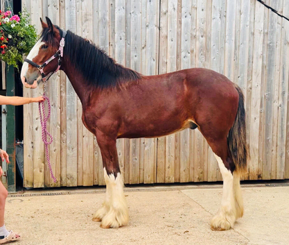SHIRE GELDING