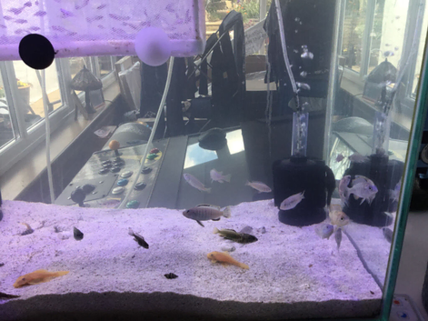 Lake Malawi Cichlids