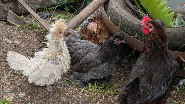 Various chickens