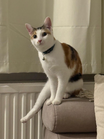 Kitten looking for loving home