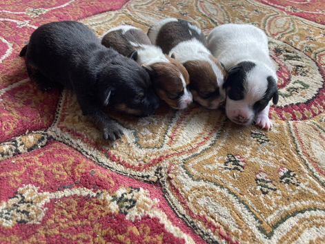 Jack Russell puppies