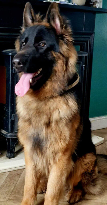 German shepherd puppies