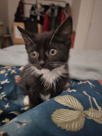 Tuxedo Boy