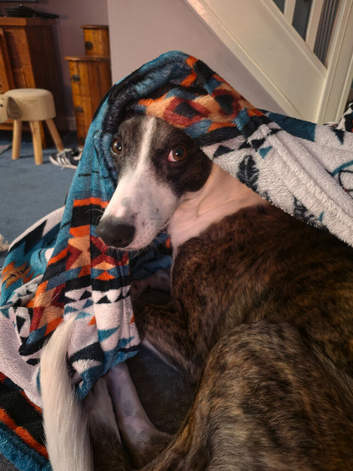 4 year old lurcher