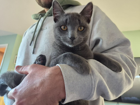 X2 6 month old bonded kittens! Male & female