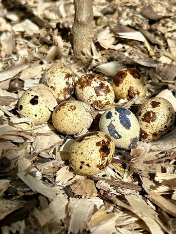 Hatching eggs jumbo Italian quail