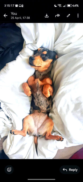 8 month female French wiener
