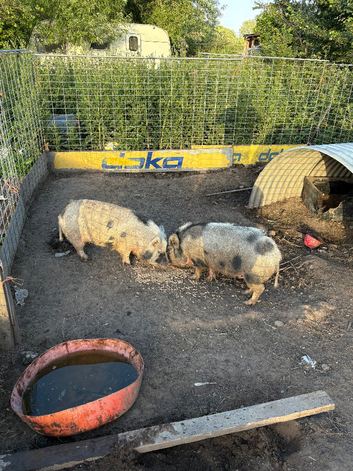 Micro pigs sows