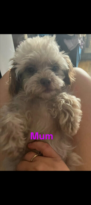 Toy shipoo pups