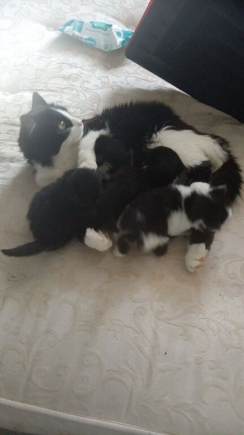 Female kittens