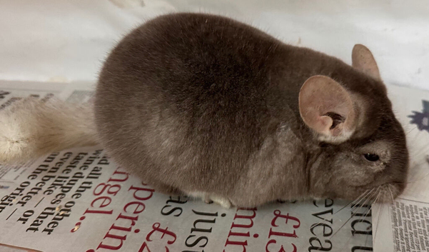 Bertie, fabulous Beige boy