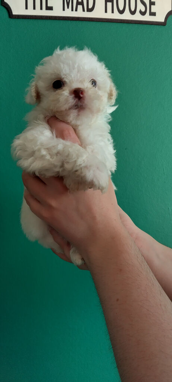 READY NOW! Poochon pups