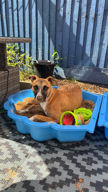 8 month old female lurcher -Peggy